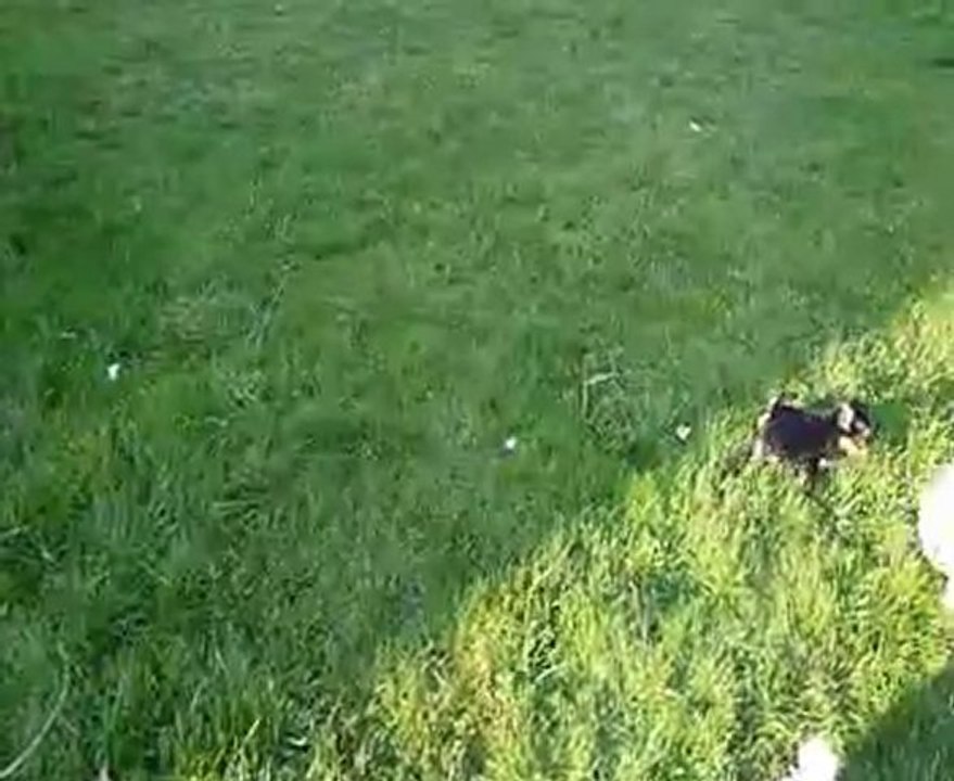 chiots coton de tulear & yorkshire