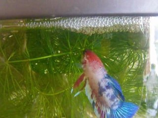 Fantasia et son petit nidi de bulles !