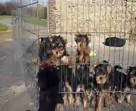 chiots yorkshire et coton de tulear lof