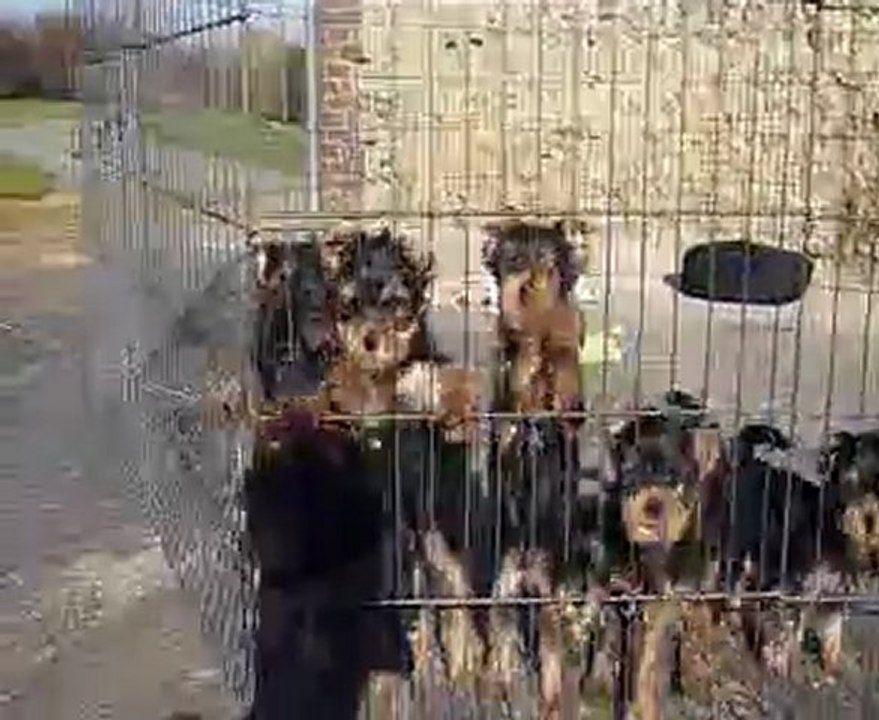 chiots yorkshire et coton de tulear lof