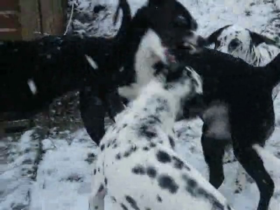 Hunde im Schnee