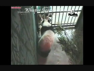 PANDA LinPing-You Are Not Alone-Violin[1]4.2.11