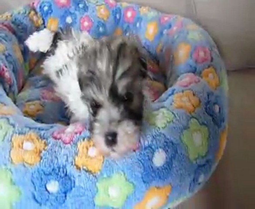 coton de tulear " fils unique "