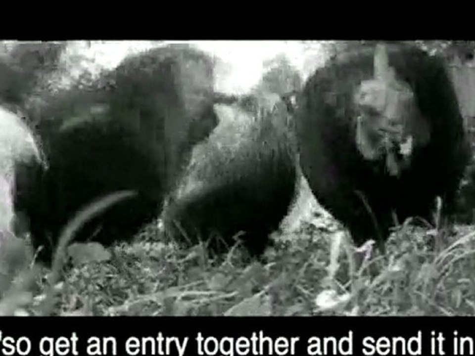 el pollos intergalactiques