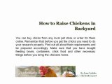 How to Raise Chickens in Backyard