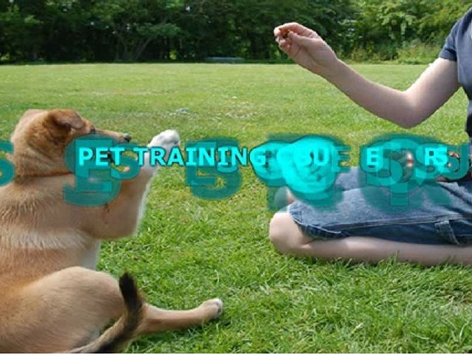 Dog Training Collar For Obedience Training