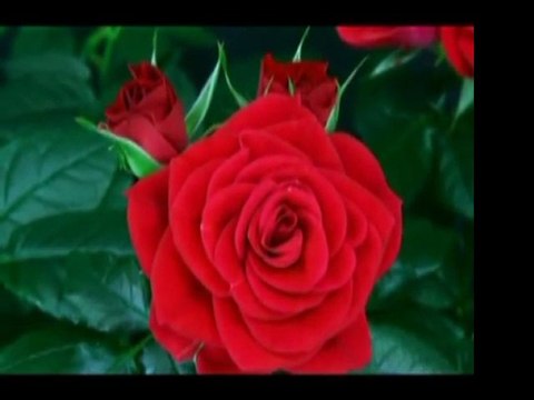 Abdullah-ı Ensari (r.a)-Ey Gafil İnsan