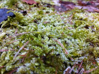 Ich nehm dich mit auf meinen Spaziergang 1