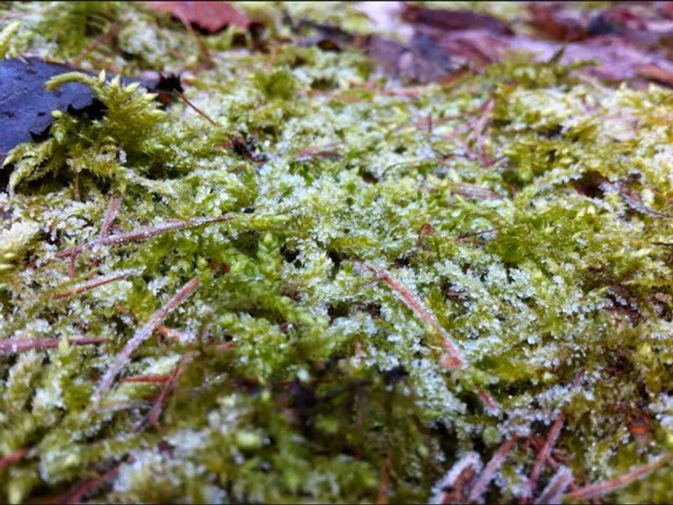 Ich nehm dich mit auf meinen Spaziergang 1