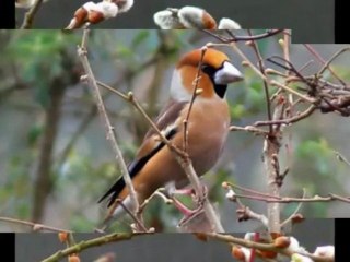 EGY KIS ÁRULKODÓ KÖNNYCSEPP