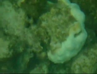 "Aquarius" GlassBottomCanoes Virtual Tour