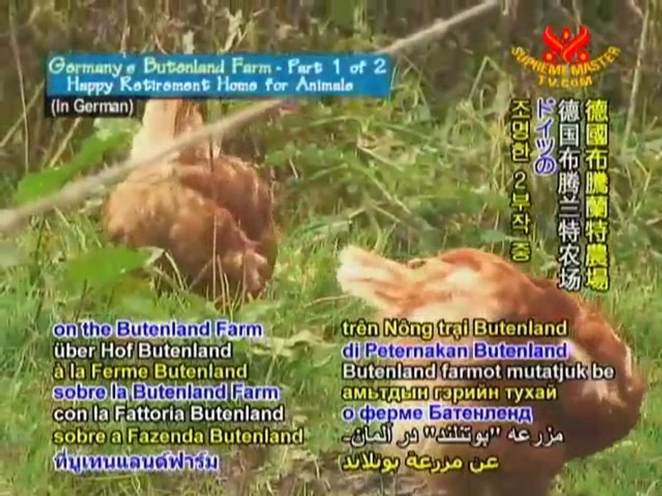 Germany's Butenland Farm: Happy Home for Animals - P1/2