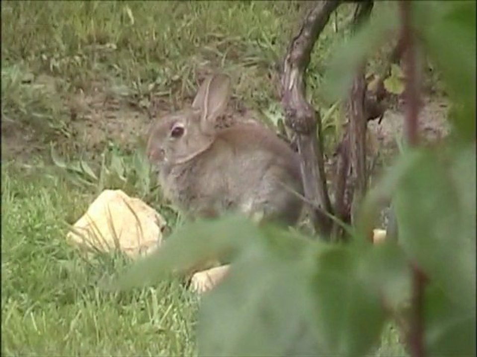 Lapin !