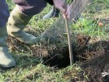Plantation d'arbres à Angliers (17)