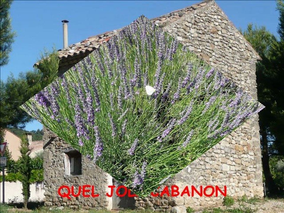 LAVANDES_DANS_LE_PAYS_NYONSAIS