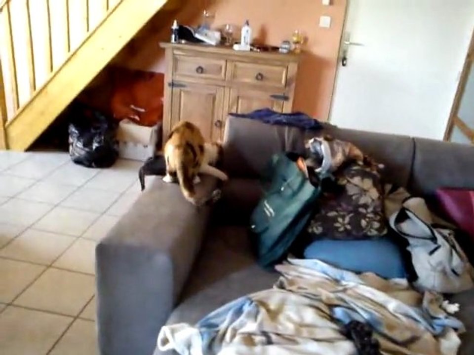 Burnie, le chat gardien de but...