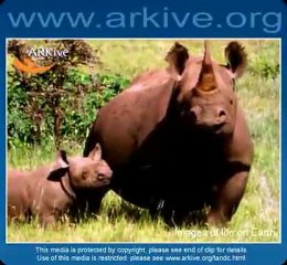 Black rhinoceros (Diceros bicornis) 2