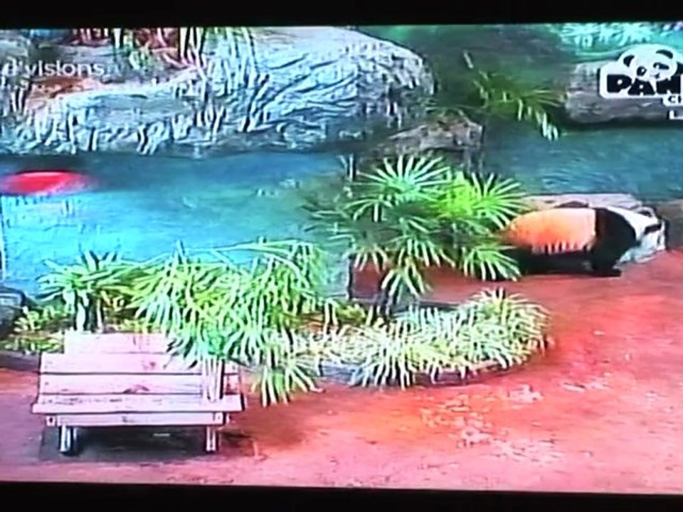 Arabic-Web-Future not black-and-white for Thai panda star