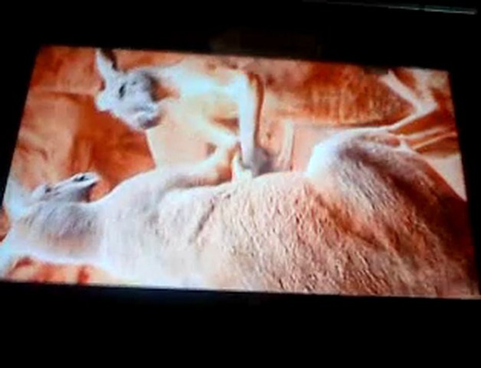 wildlife (6)