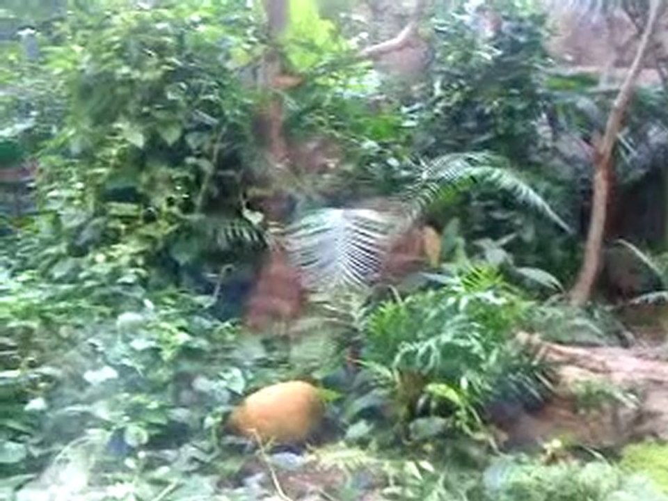 wildlife (10)