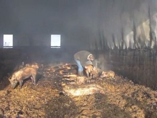 1200 porcs périssent dans un incendie à Serley