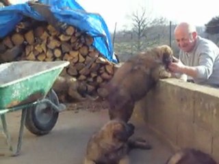 puppies 8 wks 4 days