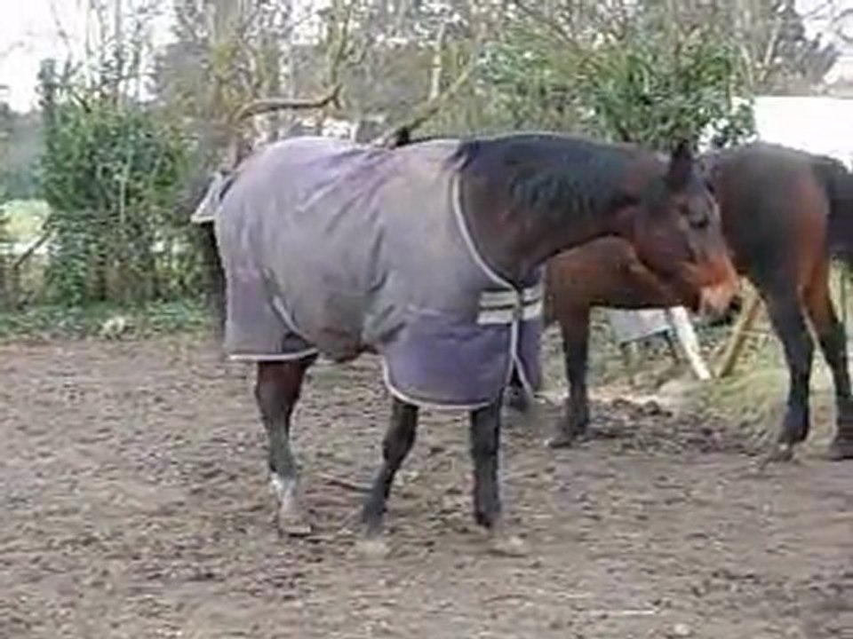 Juments février 2011 pré de L'Usage