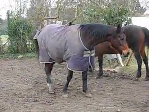 Juments février 2011 pré de L'Usage