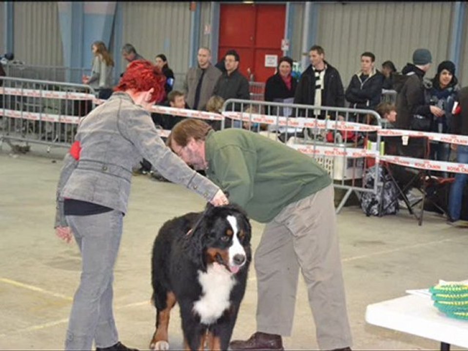 EXPO NIORT 2011 EVEREST ET CYRIUS 1 ER E PARTIE