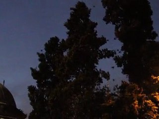 Vacarme des étourneaux sansonnet - sığırcık gürültu