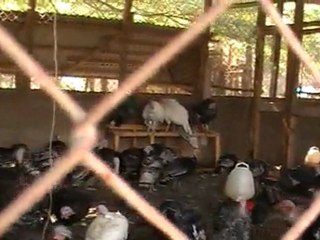 Deep Sea Pet Center'ın Afrika Tanzanyadan video görüntüleri