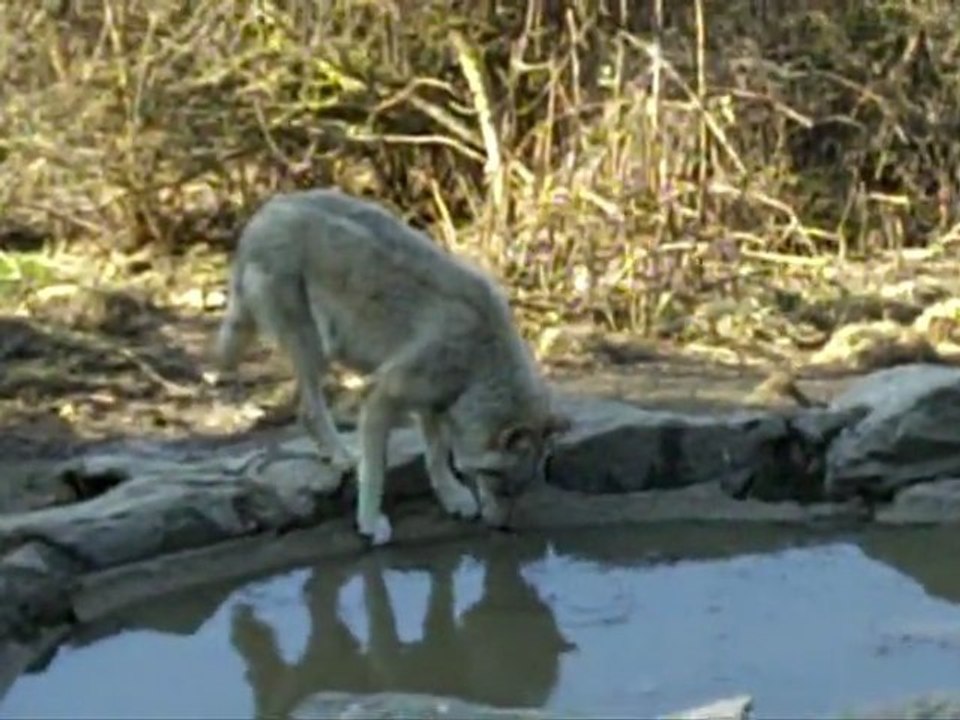 Ouverture du Parc des Loups du Gévaudan