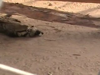 Deep Sea Pet Center'ın Afrika Tanzanyadan video görüntüleri