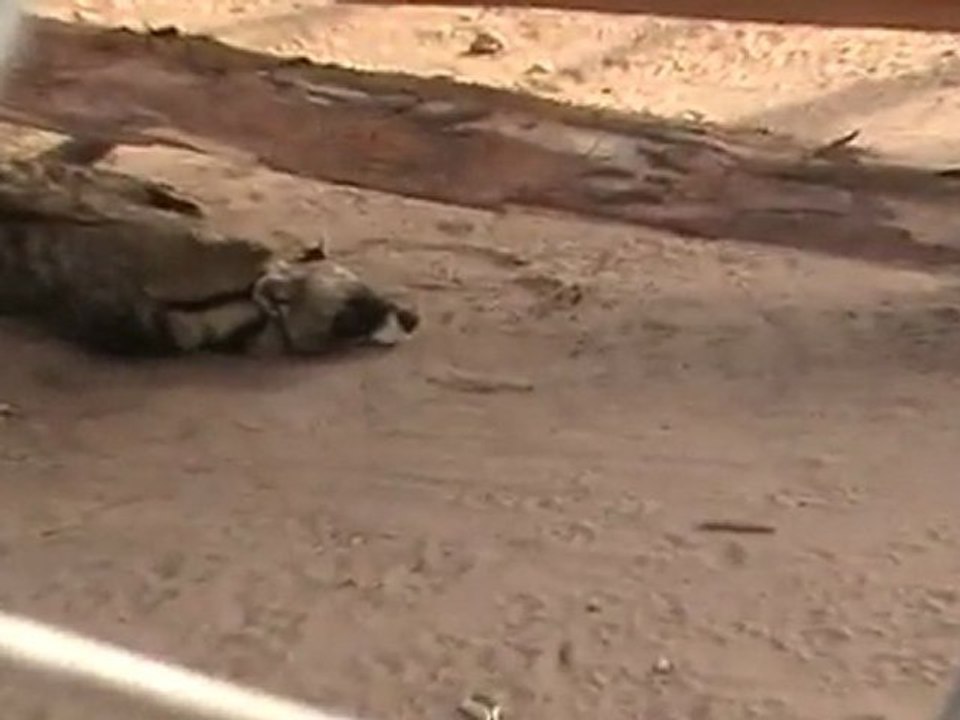 Deep Sea Pet Center'ın Afrika Tanzanyadan video görüntüleri