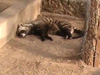 Deep Sea Pet Center'ın Afrika Tanzanyadan video görüntüleri