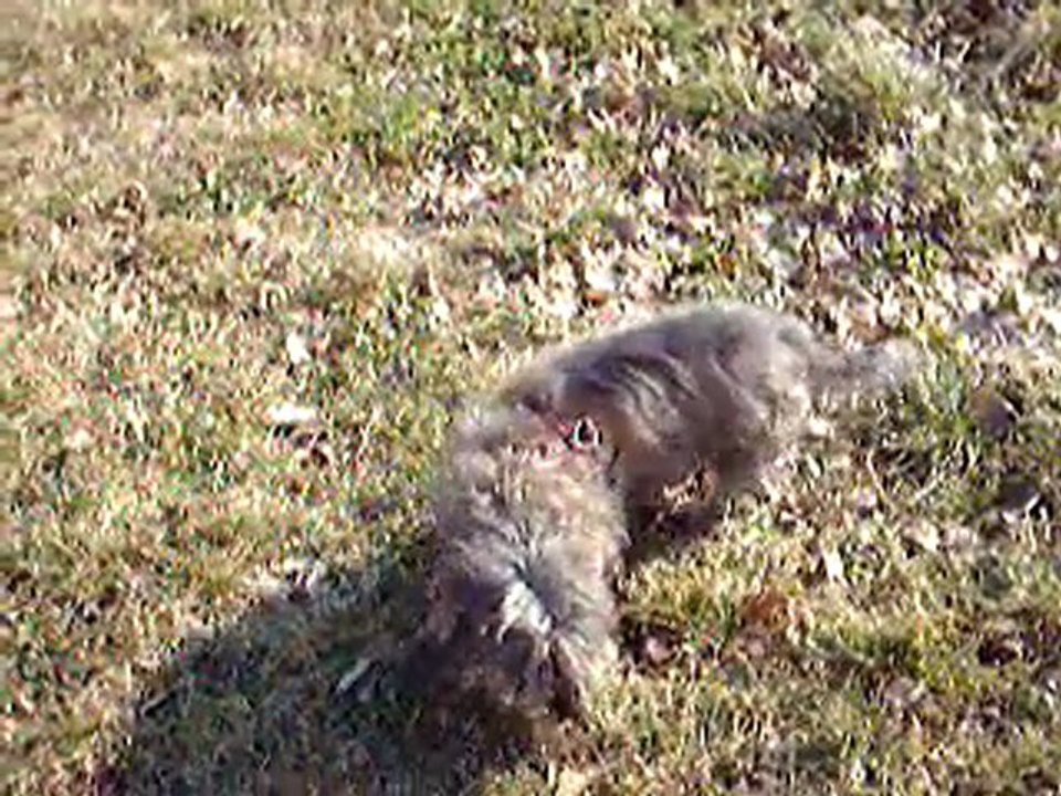 gipsy et moustik schoenenbourg 12 fev 2011