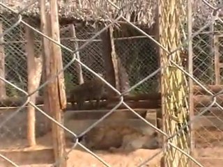 Deep Sea Pet Center'ın Afrika Tanzanyadan video görüntüleri