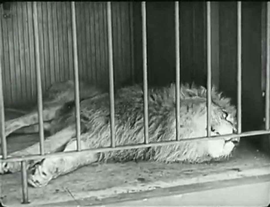 Charlie Chaplin - The Lion's Cage