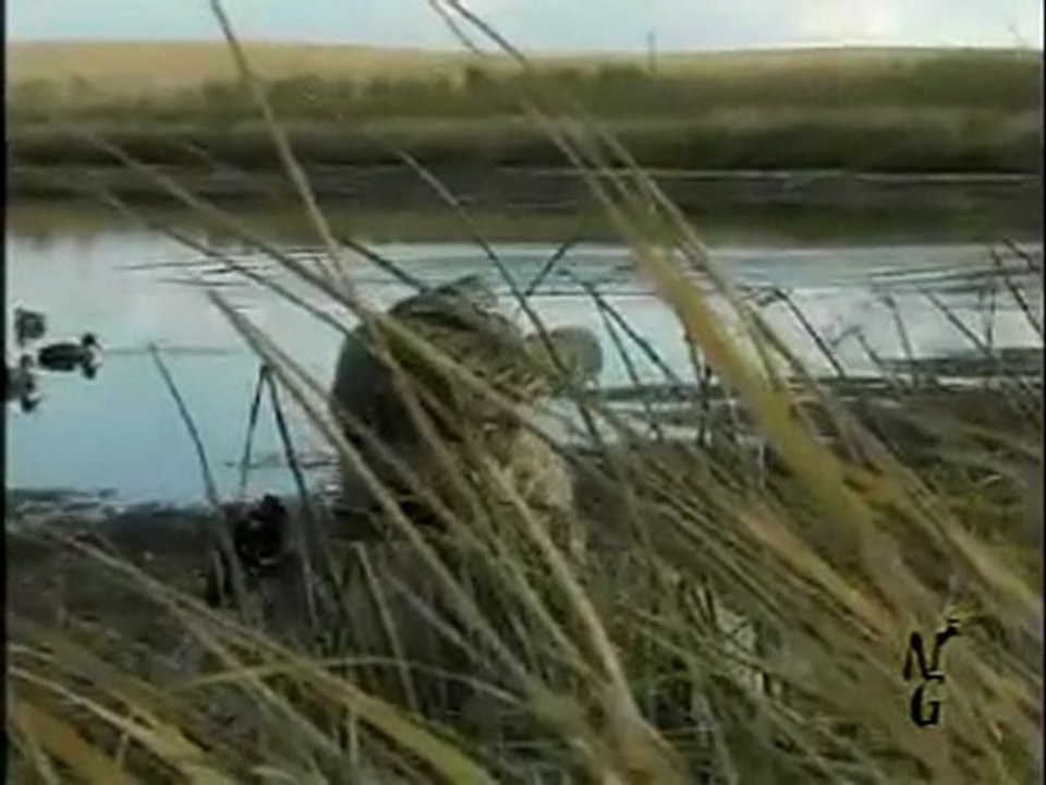 Duck Hunting _ Ördek Mallard Hunt in Albert