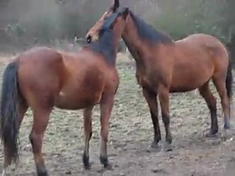 Vouvray Février 2011 Herbault 02