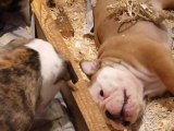 chiots bulldog anglais à presque 2 mois