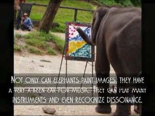 10 Things You Didn't Know About: Elephants