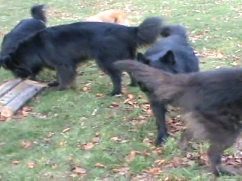 La meute au complet !