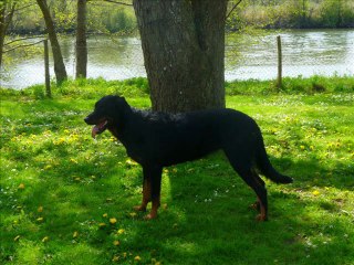 Elevage des eclats de feu