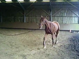 Ugna Seance en longe 13/02/2011