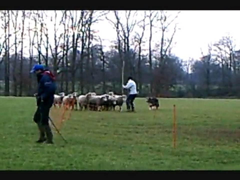 Spoty au troupeau