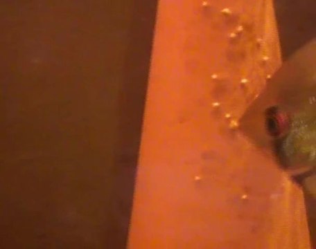 Vidéo N°1 alevin scalaires