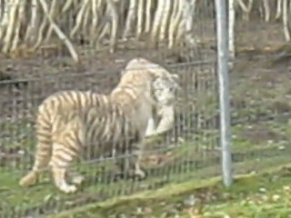 4 bb tigre blanc