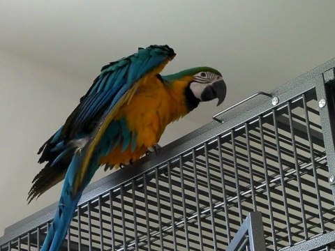 Lola, mon ara ararauna : se détend les ailes