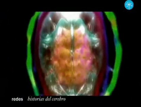 La Memoria Humana - Redes